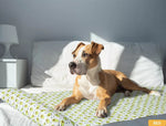 Pawz Pet Cooling Mat Dog Cat Gel Non-Toxic Bed Pillow Sofa Self-cool Summer Pad