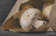 Mushroom Bags